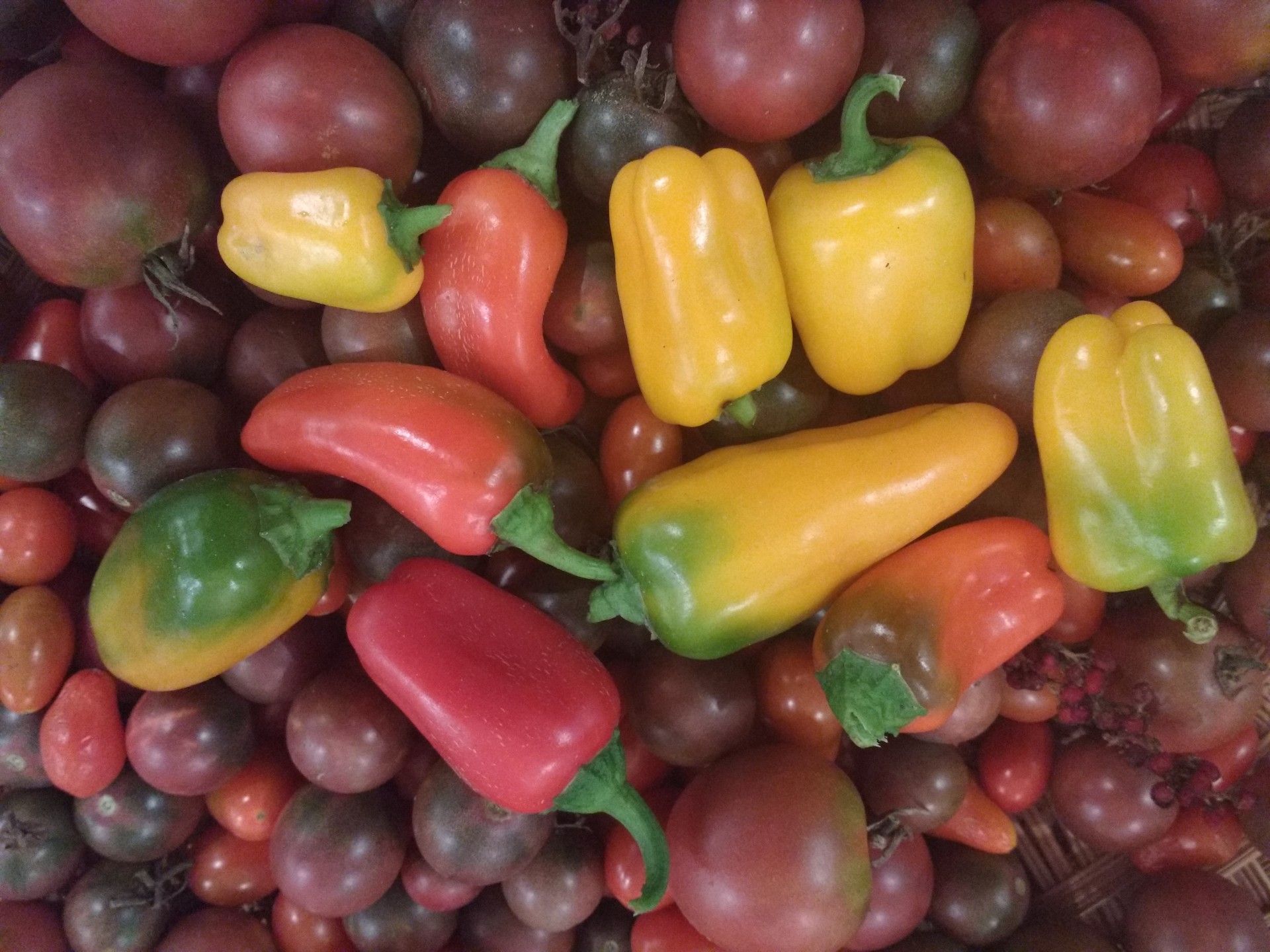 Tomatoes and Peppers