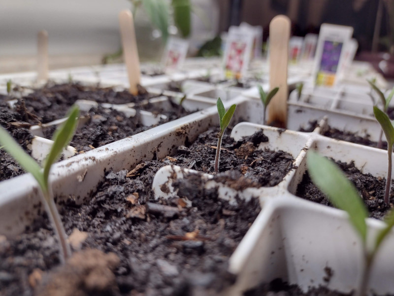 seedlings