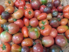 Tomatoes