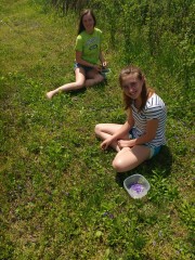 Wild Violet pickers