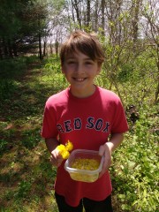 Dandelion picker