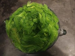 Spruce Tips in a bowl