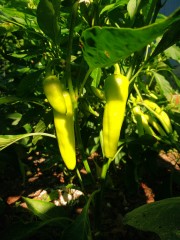 Pepper plants